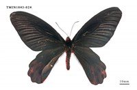 藏品(曙鳳蝶)的圖片